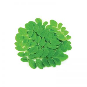 Moringa Dry Leaf